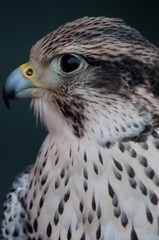 Hybrid Gyr-Peregrine Falcon