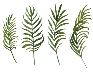 watercolor set of illustration of areca phoenix parlor palm green leaf leaves lush tropical exotic foliage deleicate elegant greenery isolated elements for composition design natural organic trendy