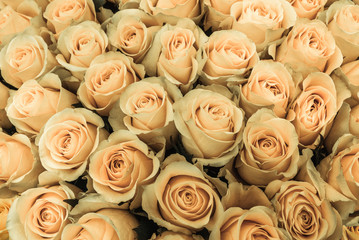 Big bunch of fresh cream roses in bouquet close up texture background 