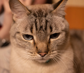 The scornful look of a gray cat