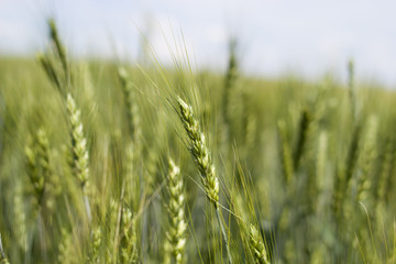 green wheat field and sunny day