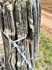 Barbed Wire Fence Close-up Pole Moss