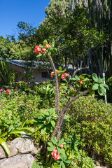 Costa rica Euphorbia milii plant with flowers