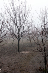 Small trees in the mist