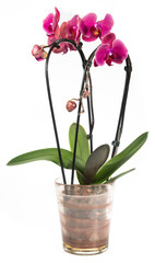 Blooming red orchid in a flower pot on a white background. Isolated.