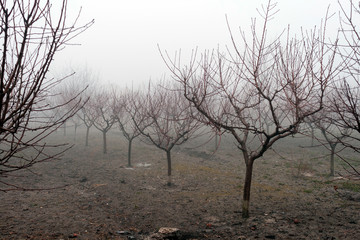 Small trees in the mist