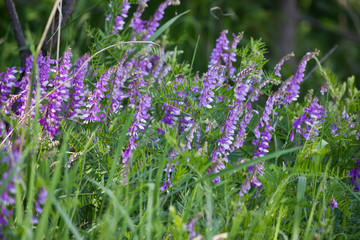 Flowering meadow with purple flowers vetch