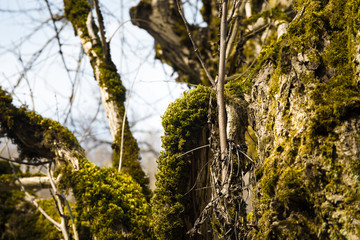 Obraz premium tree with moss on roots in a green forest or moss on tree trunk. Tree bark with green moss. Azerbaijan nature.
