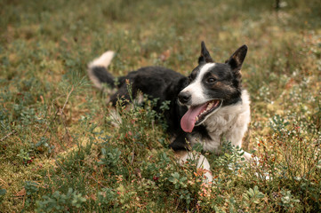 Pooch small black-and-white dog runs in a forest