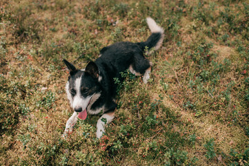 Pooch small black-and-white dog runs in a forest