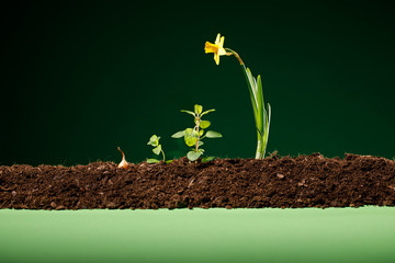 yellow flowers and soil on wooden table. Spring and work in garden. Yellow daffodils on different colors background