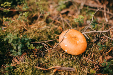 Picture of a large edible mushroom in the forest