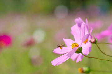 Bees are flying to the cosmos flowers.