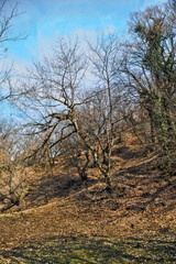Amazing view with colorful autumn forest with asphalt mountain road at sunset. Beautiful landscape with empty road, trees and sunlight in the evening in autumn. Travel background. Nature
