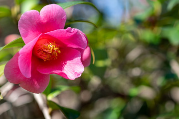 Pink flowers of camellia x williamsii Mary Christian on blurry background as copyspace
