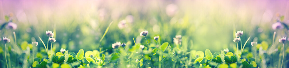 Clover flower in bloom, flowering clover in meadow in spring