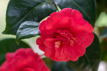 Blooming red camellia japonica emperror of russia