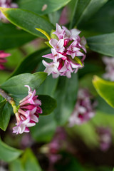 Pink flowers of Daphne odora Zuiko Nishiki