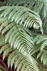 Green leaf of rough tree fern