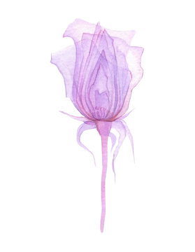 Transparent flowers of soft pink color drawn by hand in watercolor, isolated on a white background, drawing x-ray of flowers Delicate spring petals, pistils, stamens Botanical drawing flower structure