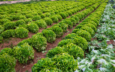 Fototapeta na wymiar Rows of harvest of green lettuce in garden outdoor