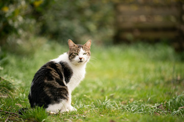 domestic cat outdoors in garden looking at camera with copy space