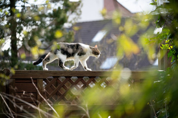 side view of a domestic cat walking on wood fence outdoors in the sunny backyard