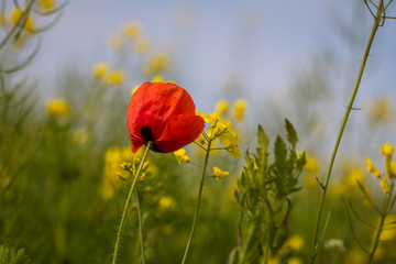 Klatschmohn (Papaver rhoes)