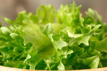 Green fresh lettuce phryllis closeup