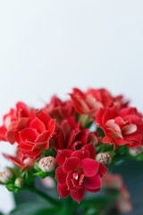Red flowers of a small Kalanchoe