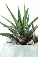 Small succulent haworthia in a mint-colored concrete pot on a white background