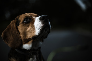beagle © Piotr Wawruch