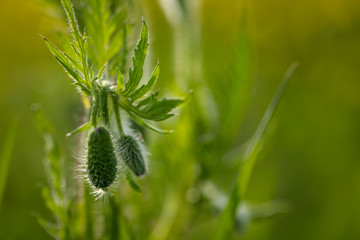 Klatschmohn (Papaver rhoes)