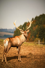 Adult deer in captivity in the autumn landscape.