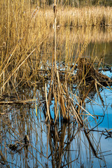 Reflections of reed standing in water