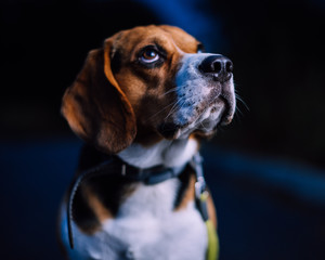 Beagle - obrazy, fototapety, plakaty