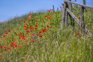 Klatschmohn (Papaver rhoes)
