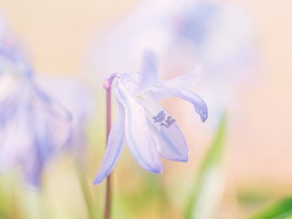 Small blue flower grow in the sunny garden