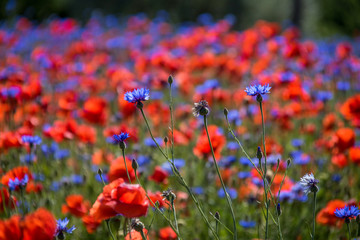 Klatschmohn (Papaver rhoes)