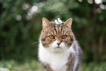 portrait of a british shorthair cat wearing  flower on head outdoors in nature