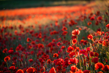 Klatschmohn (Papaver rhoes)