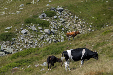 Fototapeta na wymiar Group of cows grazing on a meadow , Rila mountain, Bulgaria.