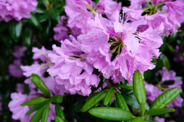 Pink rhododendron flowers close-up. Rhododendron bush in the summer in the garden.