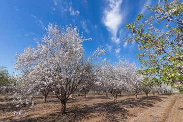 Rows of Almond blossom trees in orchard against a blue sky