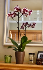 Orchid Flower on Shelf
