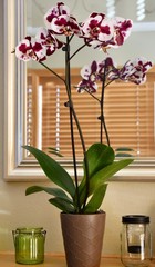 Orchid on Mantel 