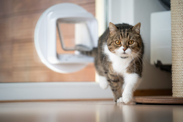 Fototapeta na wymiar tabby white british shorthair cat coming home entering room through cat flap in window looking at camera
