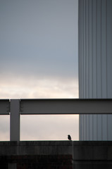 Fototapeta premium Silhouette of Birds Perched on Geometric Architecture Against Sunset Background