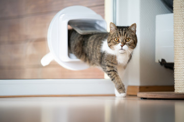 tabby white british shorthair cat coming home entering room through cat flap in window looking at...