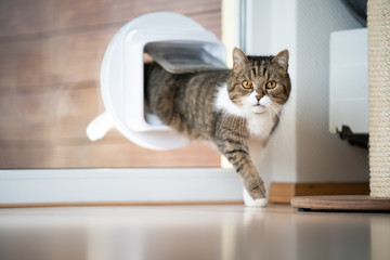 Fototapeta na wymiar tabby white british shorthair cat coming home entering room through cat flap in window looking at camera